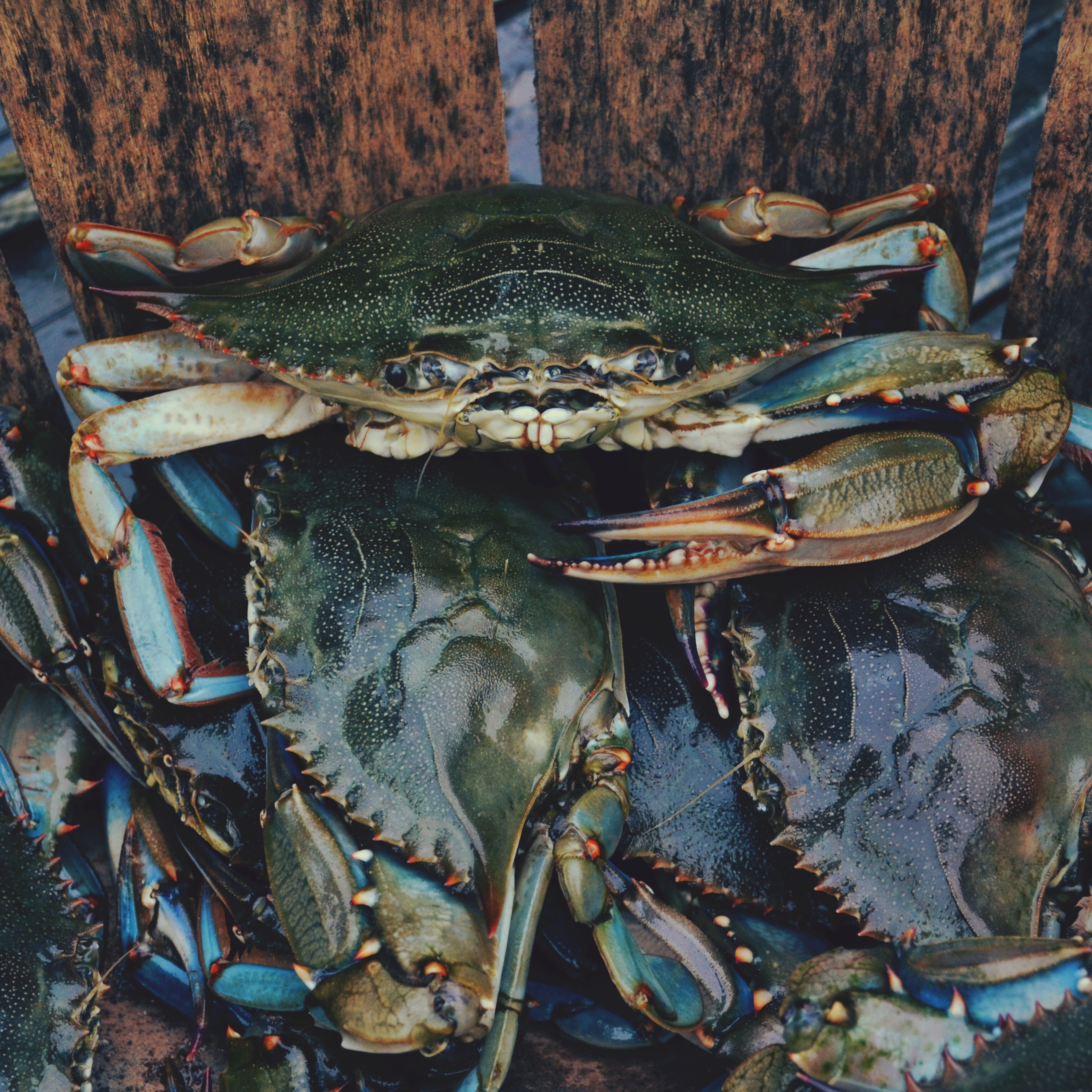 When the tide is out, the table is set